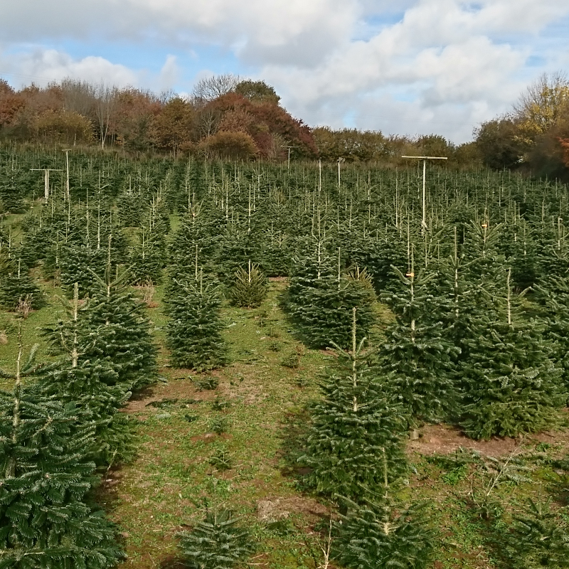 Exe Valley Christmas Trees - Christmas Tree Farm, Thorverton Exe Valley Christmas Trees - Christmas Tree Farm, Thorverton