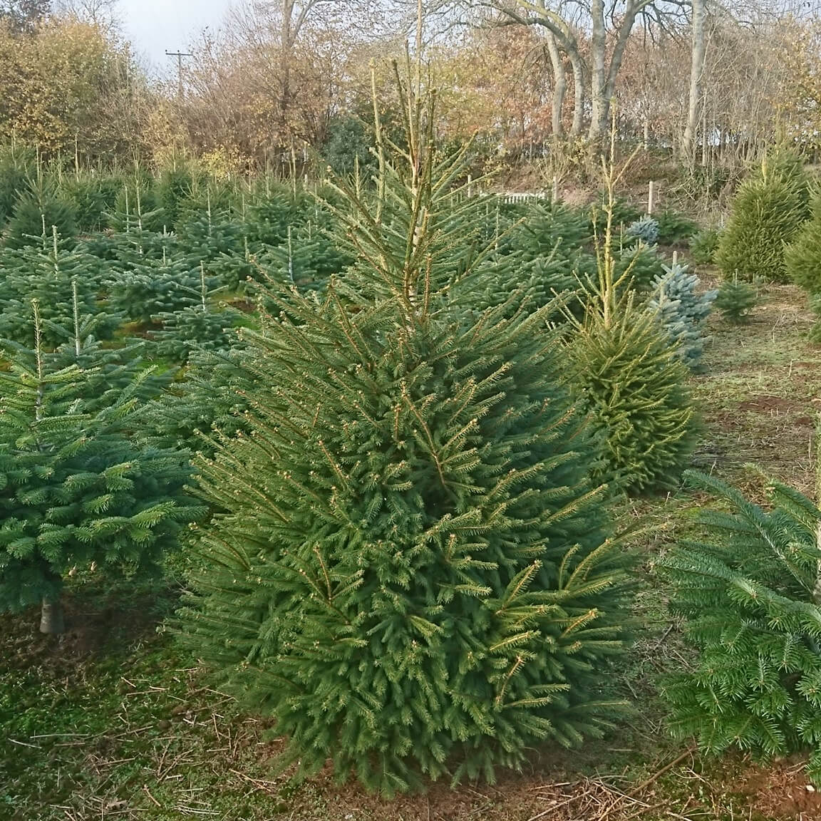 Norway Spruce Christmas Tree Norway Spruce Christmas Tree