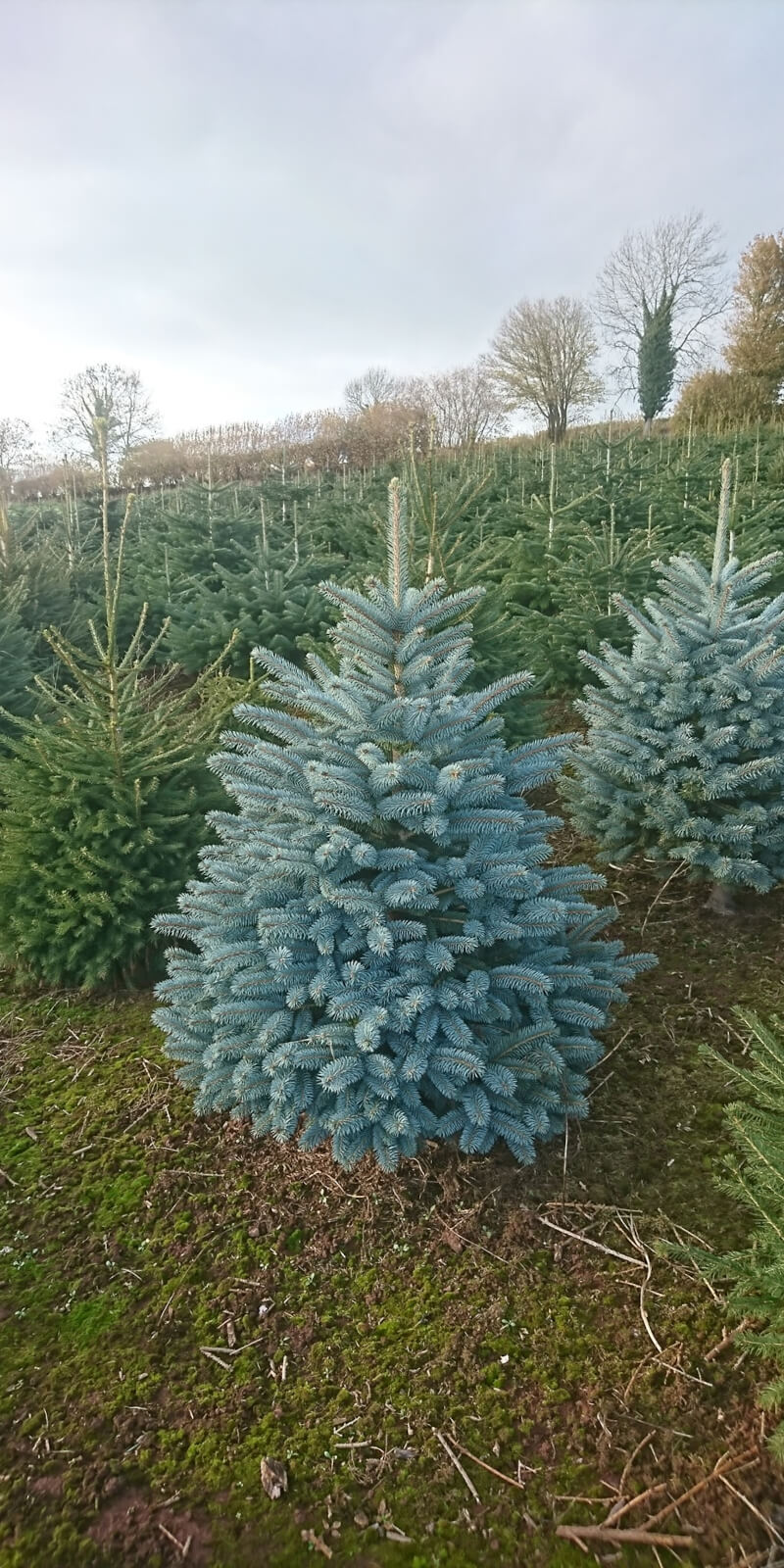 Blue Spruce Christmas Tree, Thorverton, Exeter Blue Spruce Christmas Tree, Thorverton, Exeter