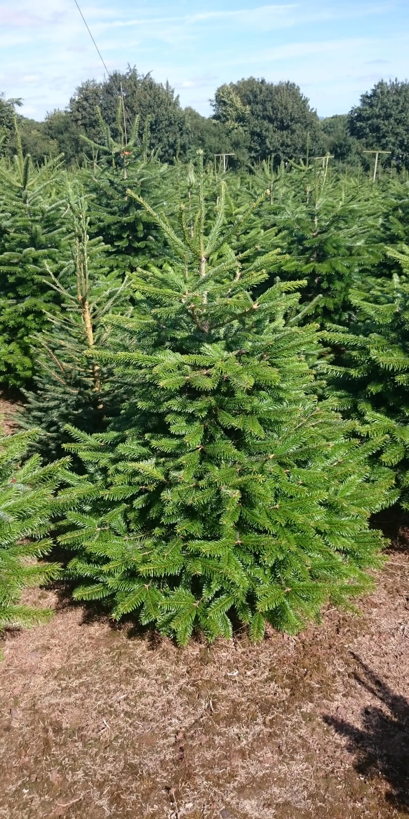 Christmas Tree Farm, Thorverton, Exeter Christmas Tree Farm, Thorverton, Exeter